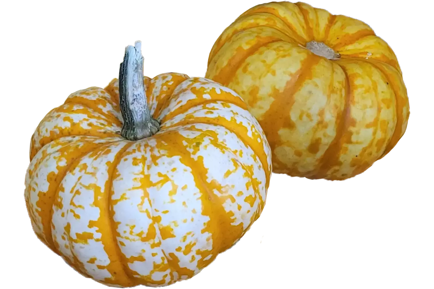 Pompoen acorn (eikelpompoen) stuk